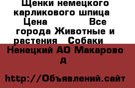 Щенки немецкого карликового шпица › Цена ­ 20 000 - Все города Животные и растения » Собаки   . Ненецкий АО,Макарово д.